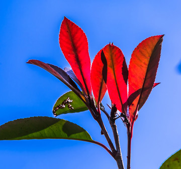 紅樹芽 紅葉