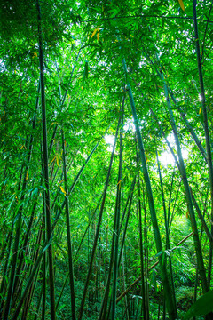 竹林 竹子