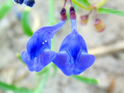 黃芩