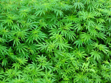 植被墻