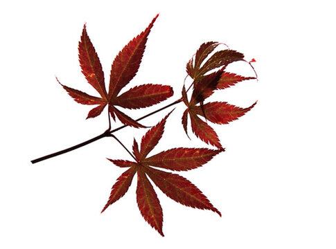葉片素材