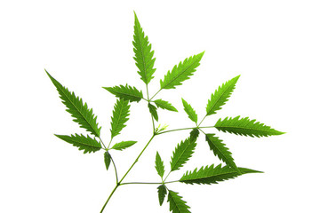 樹(shù)葉