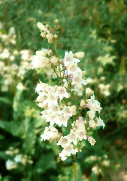 小花