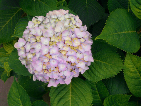 繡球花