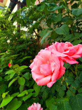 月季花