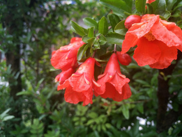 石榴花