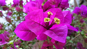 紫色花