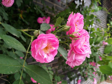 薔薇花開