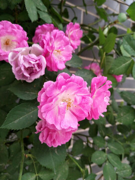 薔薇花開(kāi)的季節(jié)