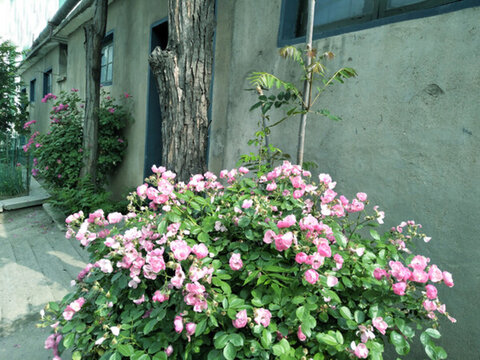 庭院綠化花草