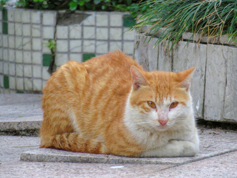 貓