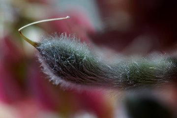 花芯 花朵微距