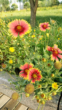 雛菊