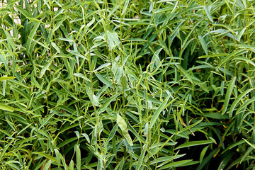 中藥植物 柴胡