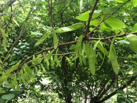 皂角
