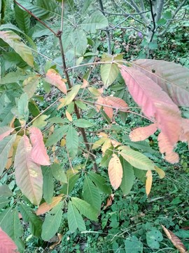 樹葉紅了
