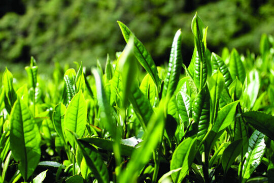 茶園 茶葉照片