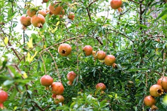 石榴 果實(shí) 石榴樹(shù)