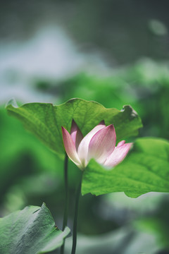 郭莊美荷