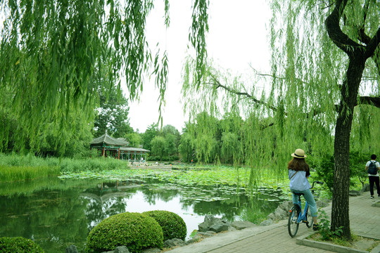 清華大學荷塘
