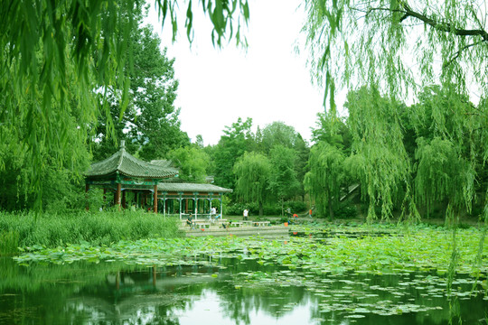清華大學荷塘