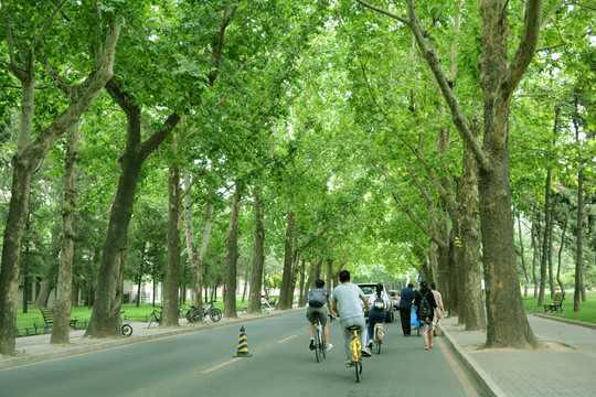清華大學(xué) 校園道路
