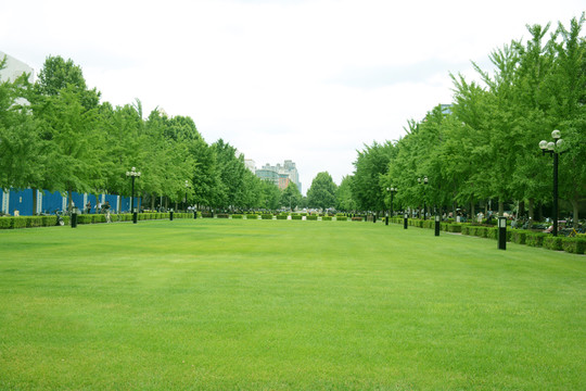 綠樹(shù)草地 清華校園風(fēng)光