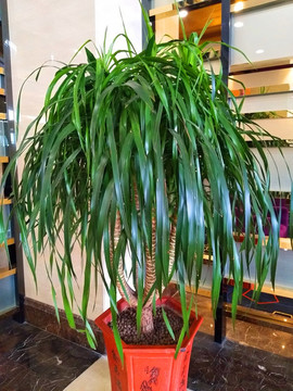 裝飾植物