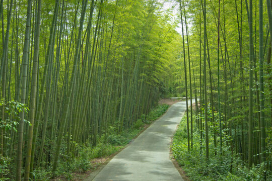 竹林小路