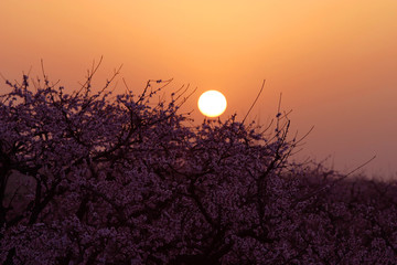桃花 夕陽(yáng)
