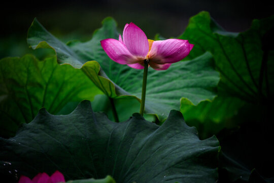陽山古村六月花
