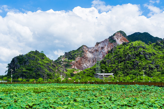 蓮藕種植基地