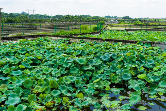 蓮藕種植基地