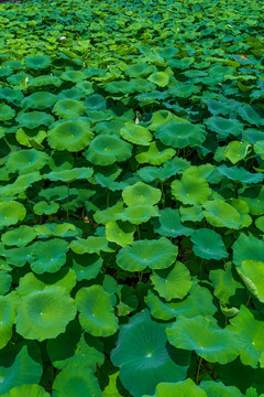蓮藕種植基地