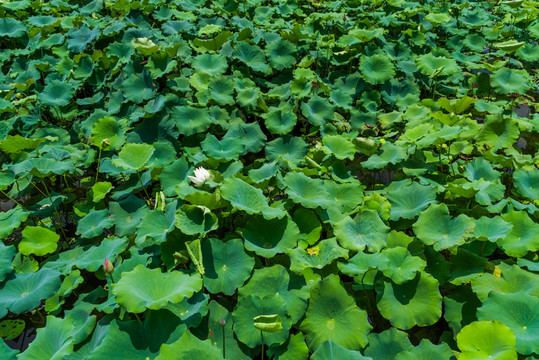 蓮藕種植基地