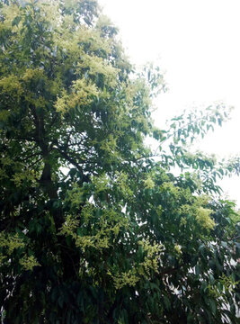 冬青樹 冬青花