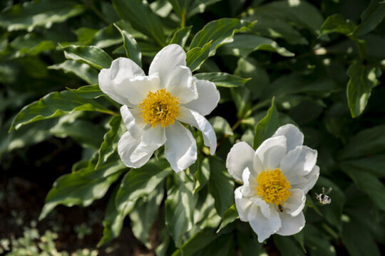 芍藥花