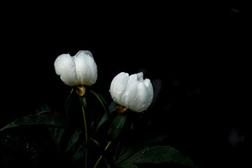 芍藥花
