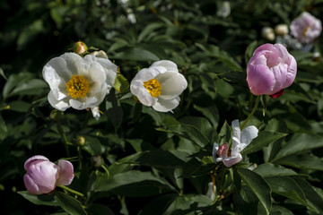 芍藥花