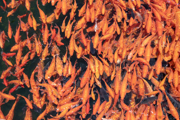 金魚 鯉魚