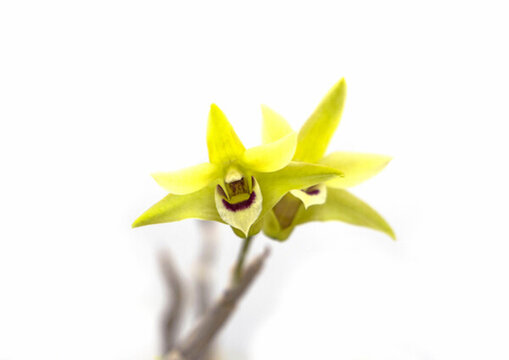 石斛花 白底