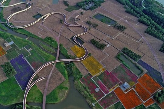 三臺(tái)山森林公園的衲田花海