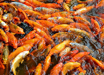 觀賞魚
