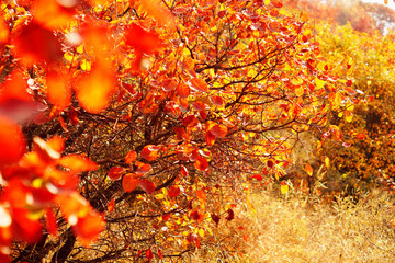 濟南紅葉
