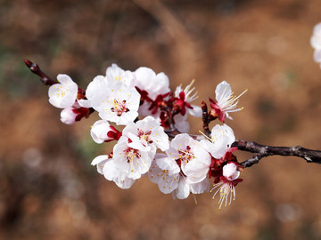 山東青島 城陽區(qū) 棉花村 桃花