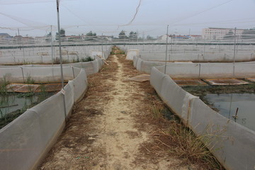 蛙 基地 （25）