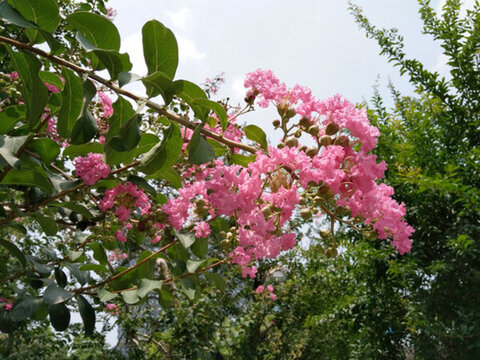 花 樹 枝 樹葉 葉子 綠色