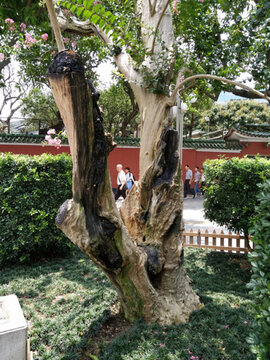 花 樹(shù) 枝 樹(shù)葉 葉子 綠色