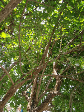 花 樹(shù) 枝 樹(shù)葉 葉子 綠色