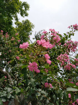 花 樹 枝 樹葉 葉子 綠色